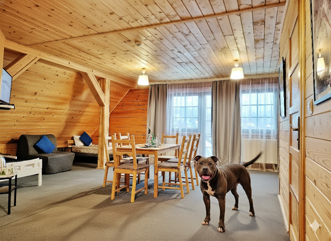 Smaki Na Szlaku pitbull terrier v1